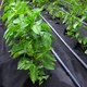 Агроволокно Agreen черное с перфорацией 3 отв (1,07х5) 013380 - изображение 14