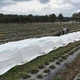 Агроволокно Agreen 50 (1,6х10) Біле 005036 - зображення 6