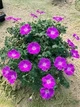 Герань "Frivolius Purple"Квіткова розсада, багаторічні садові квіти - зображення 2