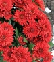 Хризантема "Duchess of Edinburgh Цветочная рассада, многолетние садовые цветы - изображение 3