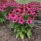 Ехінацея "SunMagic ' Vintage Hot Pink" саджанці багаторічних квітів - зображення 1