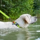Ошейник для собак WAUDOG Waterproof с QR паспортом, водостойкий, пластиковая пряжка-фастекс с замком, M, 28-40 см 20 мм Салатовый (27455) - изображение 2