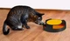Интерактивная игрушка для котов Purlov с мышкой и когтеточкой 25 см тренажер для активных игр с фетровым покрытием нескользящее основание - изображение 3
