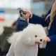 Бездротовий фен для сушіння шерсті собак та котів Tauro Pro Line Professional Pet Grooming - зображення 2