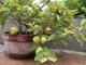 Семена розовой гуаявы Psidium guajava, экзотика на подоконнике, 10 шт. - изображение 4
