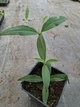 Саджанці Будлеї Давида Фіолетова будлея (Buddleja davidii purple) ) в 0.5л горщику - изображение 3