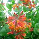 Каприфоль "Dropmore Scarlet" декоративные садовые кустарники, - изображение 4