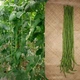 Насіння Вігна спаржева 'Envi', Vigna unguiculata subsp. sesquipedalis 5 шт/уп - зображення 1