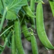 Семена Горох Шуга Бон, Sugar Bon Peas 5 шт/уп - изображение 6