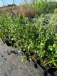 Каламінта (душевник) Nepeta ssp. Nepeta (в гірчику Р9) - зображення 4