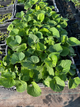 Бруннера Macrophylla (у гірчику Р9) - зображення 5