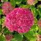 Гортензия древовидная "Magical Dark Pink" многолетние цветы кустарниками - изображение 3
