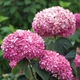 Гортензия древовидная "Magical Dark Pink" многолетние цветы кустарниками - изображение 4