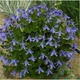 Княжик цільнолистий Integrifolia горщик р9 - изображение 2
