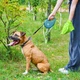 Повідець-рулетка для собак WAUDOG R-leash з контейнером для пакетів і світловідбивною стрічкою L до 40 кг 5 м блакитний (26292) - зображення 6