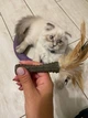 Іграшка для котів GiGwi Catnip Спресована котяча м'ята з пером, перо, котяча м'ята, 8 см (75334) - зображення 5