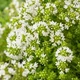 Тимьян ползучий ‘Albiflorus‘. Контейнер 1,2л - изображение 2