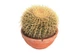 Кактус Echinocactus grusonii (Ехинокактус Грусония) - изображение 2