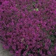 Саджанці Чебрецю (Тим'ян) раннього Пурпл Б'юті (Purple Beauty)в 380 гр горщику - изображение 1
