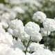 Саджанці Перлиниці, деревій птарміка (Achillea ptarmica «The Pearl») в 380гр горщиках - изображение 3
