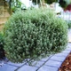 Саджанці Чебрецю лимонного «Сільвер Квін» (Thymus citriodorus Silver Queen) (Тим'ян) в 380 гр горщику - зображення 1