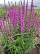 Саджанці Дербейника/плакуна Робін. (Lythrum salicaria Robin) в 380гр горщику - изображение 2