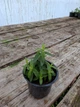 Саджанці Дербейника/плакуна Робін. (Lythrum salicaria Robin) в 380гр горщику - изображение 3