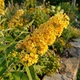 Саджанці Будлеї Санголд (Buddleja weyeriana 'Sungold') в 0.5л горщику - изображение 3