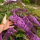 Саджанці Будлеї Давіда «Флютербі Пінк» (Buddleja davidii Flutterby Pink) в 0.5л горщику - изображение 1