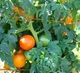 Семена помидора Карлик Оранжевая гордость (Dwarf Orange Pride) 50 семян - изображение 1