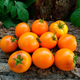 Семена желтоплодного помидора Гном Оранжевая гордость (Dwarf Orange Pride) 10 семян - изображение 2
