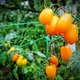 Семена мелкоплодного черри томата Лимончелло 30 семян - изображение 3