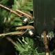 Сосна штучна Black Box Trees Millington зелена 1,55м (8718861279542) - изображение 5