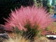 Muhlenbergia capillaris многолетние цветы, травы - изображение 2