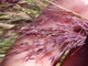Muhlenbergia capillaris многолетние цветы, травы - изображение 6