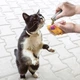 Котяча м’ята для наповнення іграшок KONG Cat Refillables Catnip Tubes, 3 шт х 9 г - зображення 3