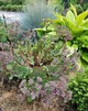 Очиток Вера Джеймсон Sedum Vera Jameson Р9 - зображення 4