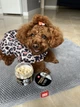 Лакомство для собак WAUDOG Treats Freeze dried Куриное филе, 30 г (2007) - изображение 4