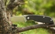Ніж складаний туристичний Ruike P746-CB Чорний - зображення 11