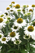 Ехінацея Кісмет Вайт, Echinacea Kismet White С3 - зображення 1