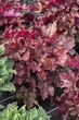 Гейхера "Вена", Heuchera World Caffe Vienna С3 - зображення 5