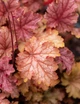Гейхера Амаретто Heuchera World Caffe Amaretto C3 - изображение 3
