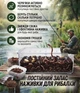 Черви для разведения старатель, черви калифорнийские 1000 шт маточное поголовье, семья червей - изображение 4
