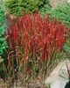 Imperata cylindrica "Red Baron" Садові багаторічні квіти,саджанці у горщиках,розсада - зображення 3