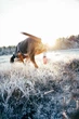 Шкарпетки для собак Protector light socks Non-stop dogwear Помаранчевий L - зображення 3