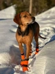 Високі черевики для собак Contact bootie high Non-stop dogwear Помаранчевий 3XS - изображение 7