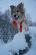 Високі черевики для собак Contact bootie high Non-stop dogwear Помаранчевий 3XS - изображение 4