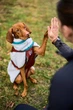 Флісова куртка для собак Trekking fleece jacket Non-stop dogwear Сірий/Винний/Бірюзовий 33 - изображение 6