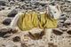 Рефлекторний дощовик для собак Hurtta Mudventure Reflective Coat 25 Жовтий - изображение 8