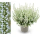 Вереск обыкновенный «Бетти». (Calluna vulgaris Garden girls® Betty) - изображение 1